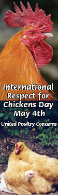 International Respect for Chickens Day - May 4 - United Poultry Concerns